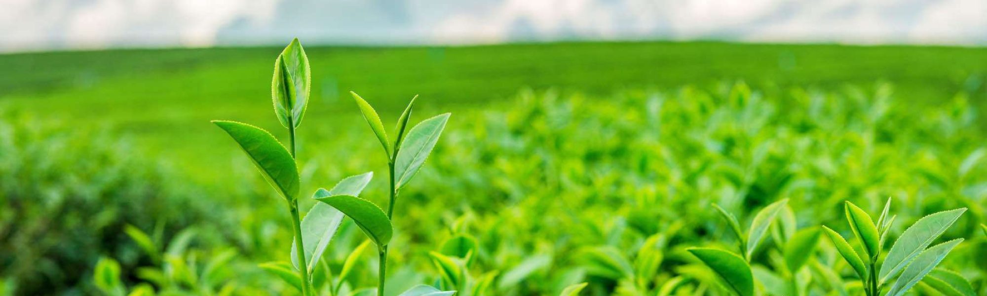 green-tea-bud-leaves-green-tea-plantations-morning-2